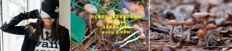 Галлюциногенные грибы Magic Shrooms  Зуевка 